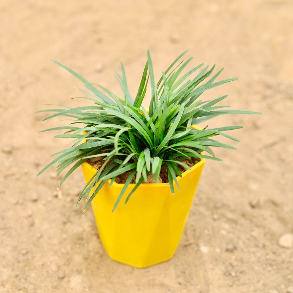 Black Grass in 4 Inch Yellow Premium Diamanti Plastic Pot
