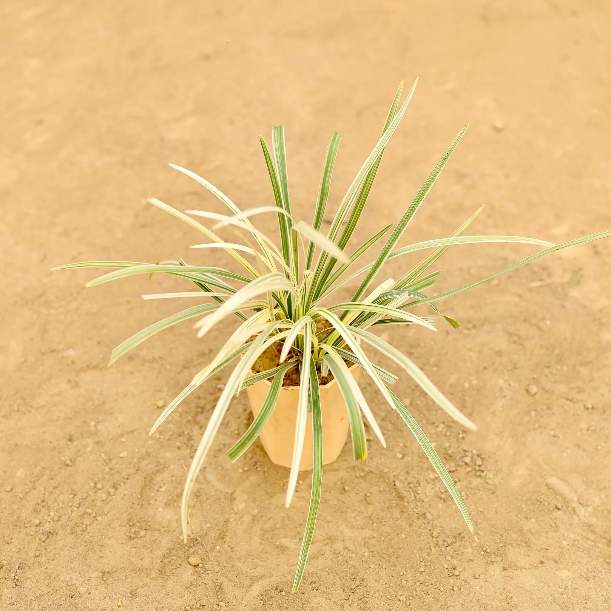 Ribbon Grass in 4 Inch Beige Marble Premium Diamanti Plastic Pot