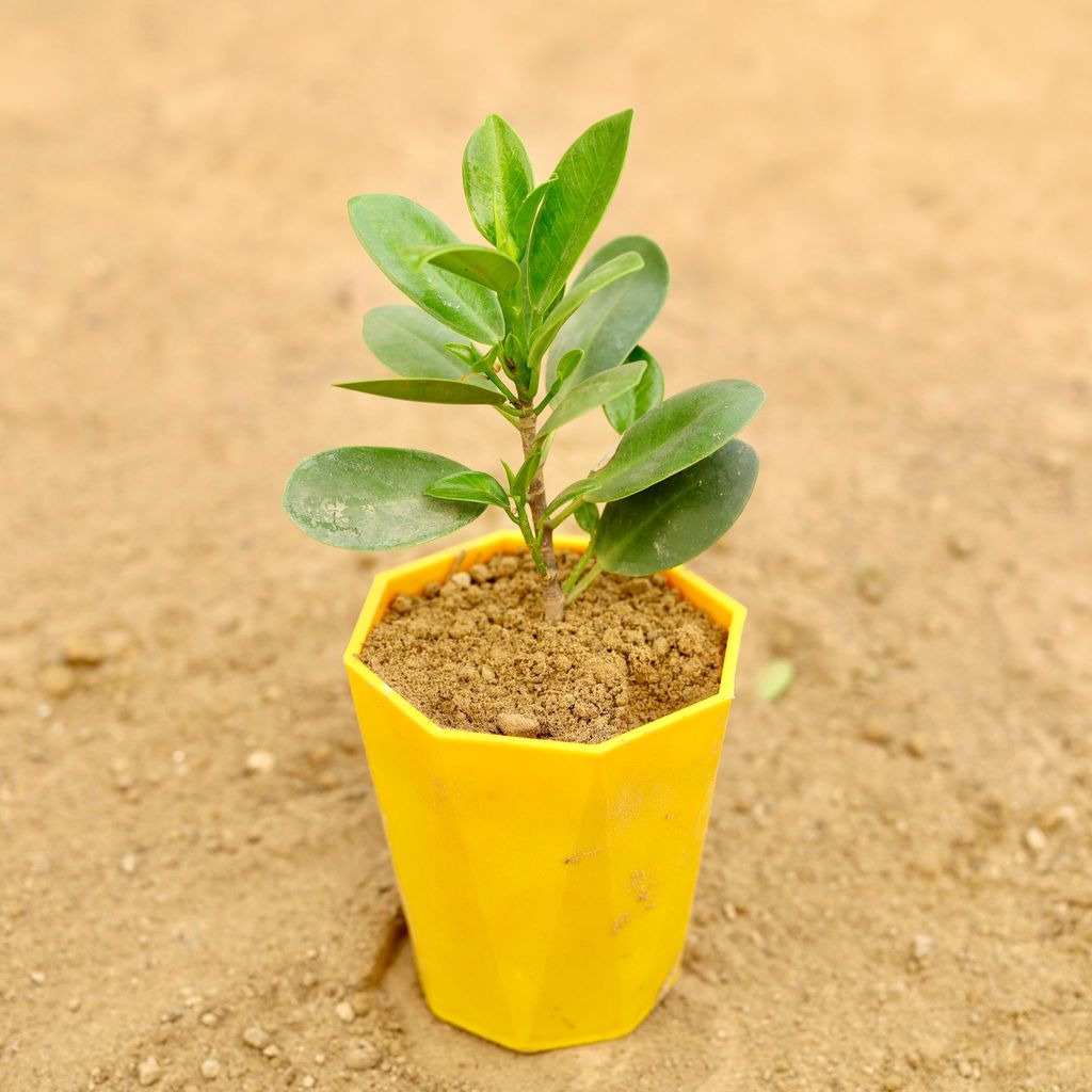 Buy Ficus Green in 4 Inch Yellow Premium Diamanti Plastic Pot Online | Urvann.com Ficus Green in 4 Inch Yellow Premium Diamanti Plastic Pot