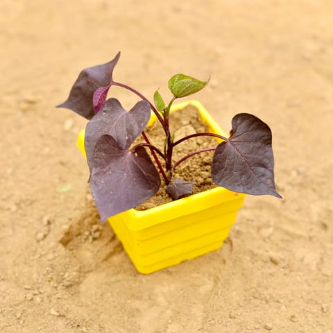 Ipomea / Sweet Potato Red Vine in 4 Inch Yellow Premium Orchid Square Plastic Pot
