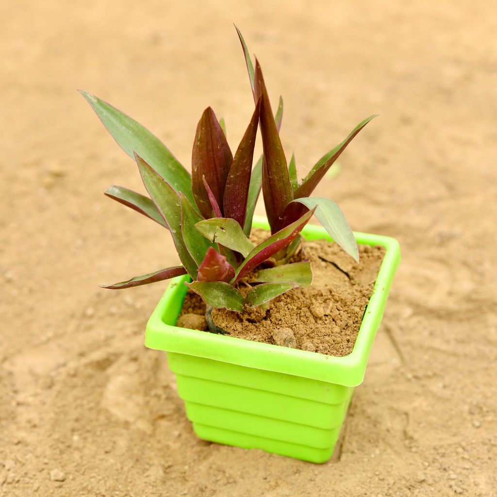 Rhoeo / Durangi in 4 Inch Green Premium Orchid Square Plastic Pot