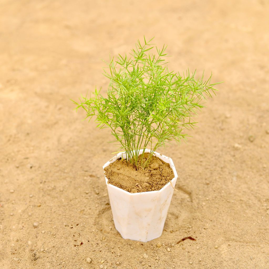 Buy Aspara Grass in 4 Inch White Premium Diamanti Plastic Pot Online | Urvann.com Aspara Grass� in 4 Inch White Premium Diamanti Plastic Pot