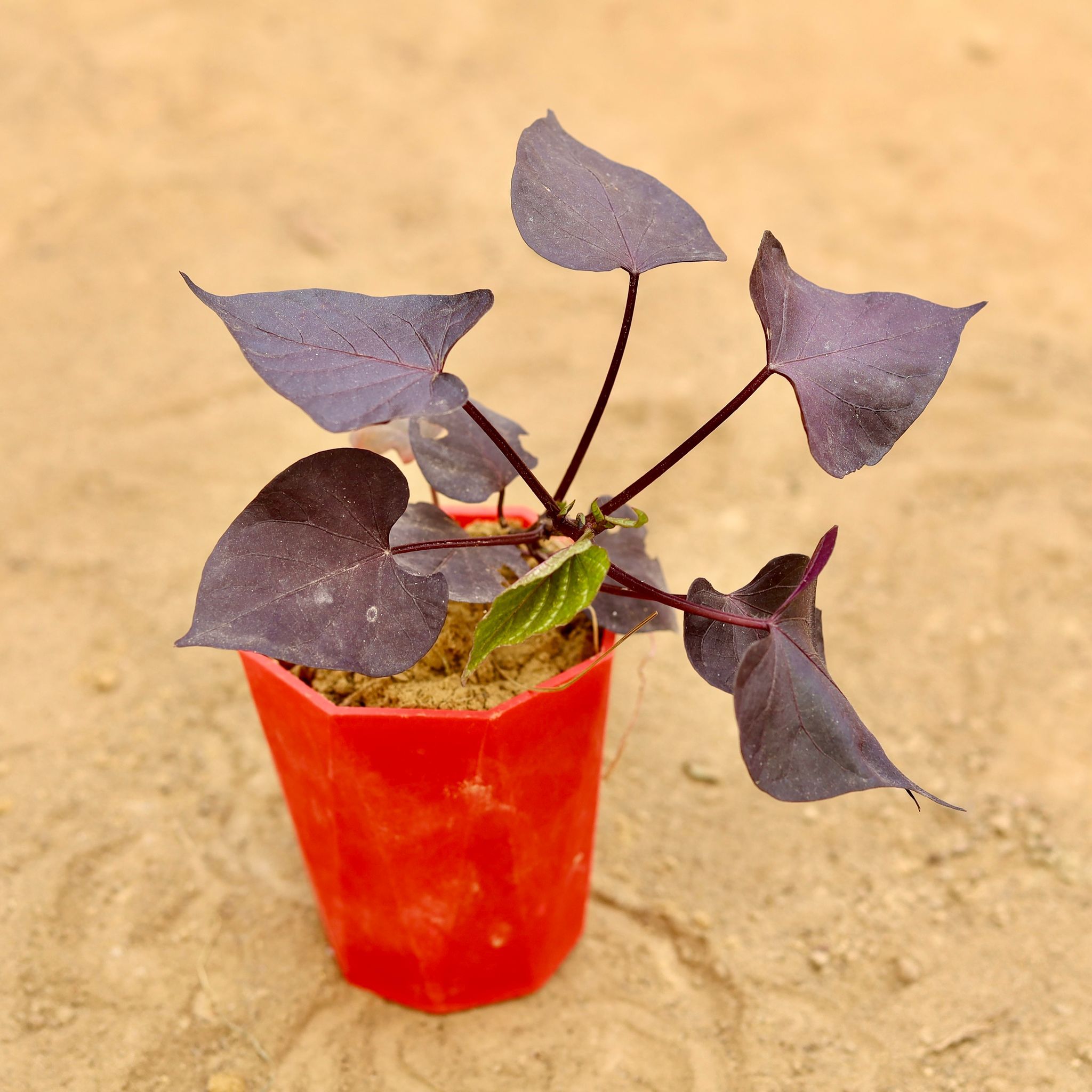 Ipomea / Sweet Potato Red Vine in 4 Inch Red Premium Diamanti Plastic Pot