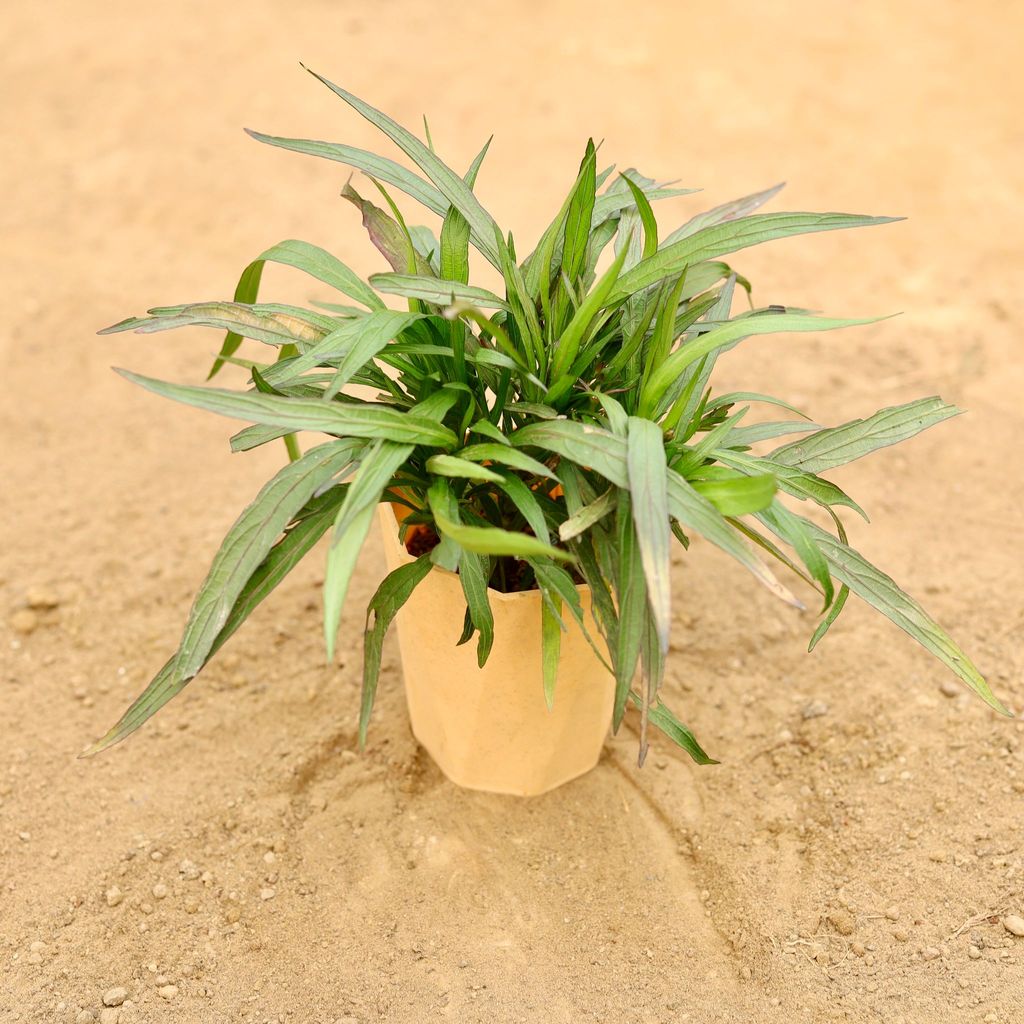 Buy Ruellia (Any Colour) in 4 Inch Beige Marble Premium Diamanti Plastic Pot Online | Urvann.com Ruellia (Any Colour) in 4 Inch Beige Marble Premium Diamanti Plastic Pot