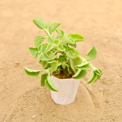 Buy Ajwain in 4 Inch White Premium Diamanti Plastic Pot Online | Urvann.com