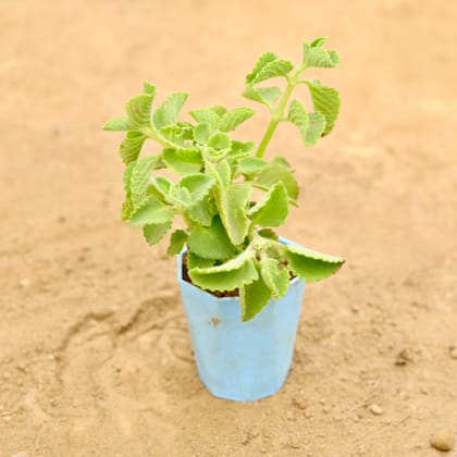 Buy Ajwain in 4 Inch Blue Marble Premium Diamanti Plastic Pot Online | Urvann.com