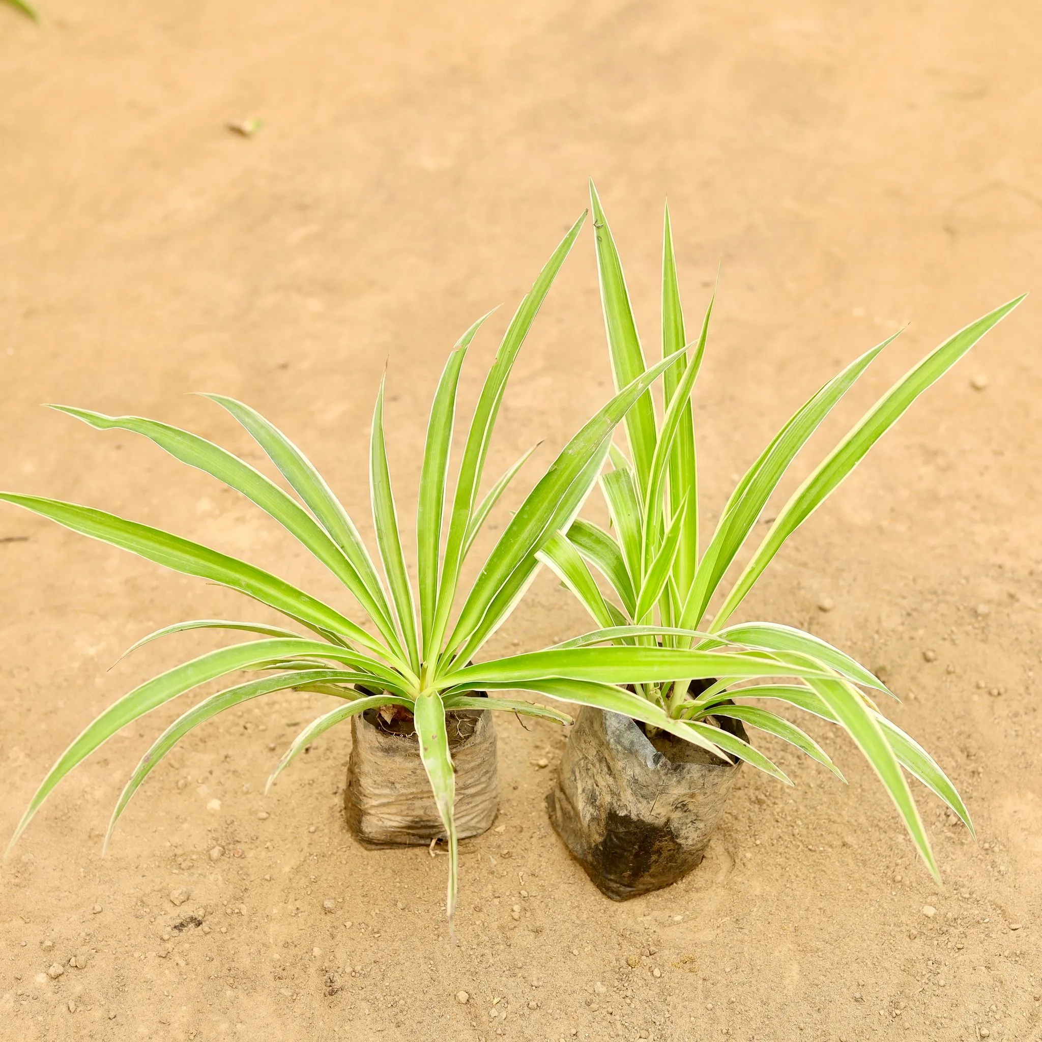 Set Of 2 - Spider in 4 Inch Nursery Bag