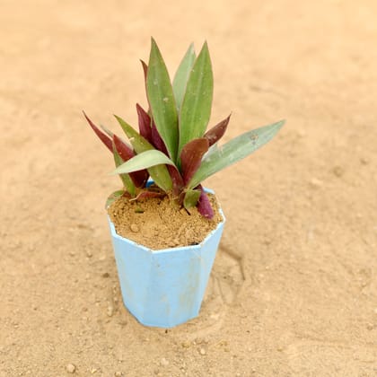 Buy Rhoeo / Durangi in 4 Inch Blue Marble Premium Diamanti Plastic Pot Online | Urvann.com