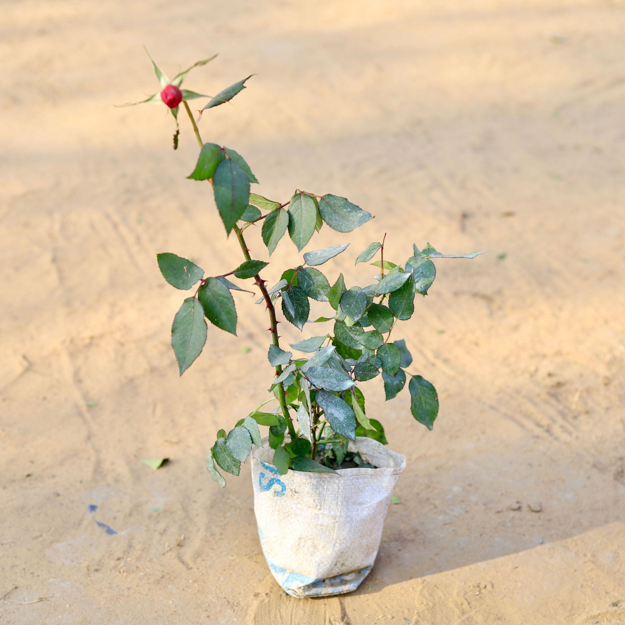English Rose / Gulab (any colour) in 8 Inch Nursery Bag