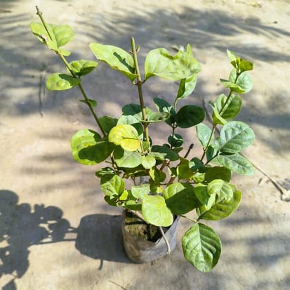 Motia / Jasmine in 4 Inch Nursery Bag