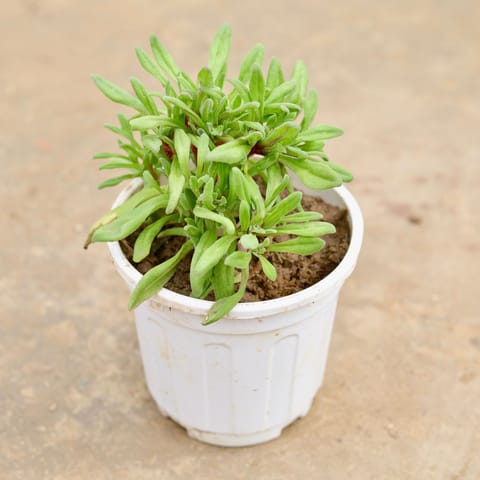 Ice Plant (any colour) in 6 Inch White Super Nursery Pot