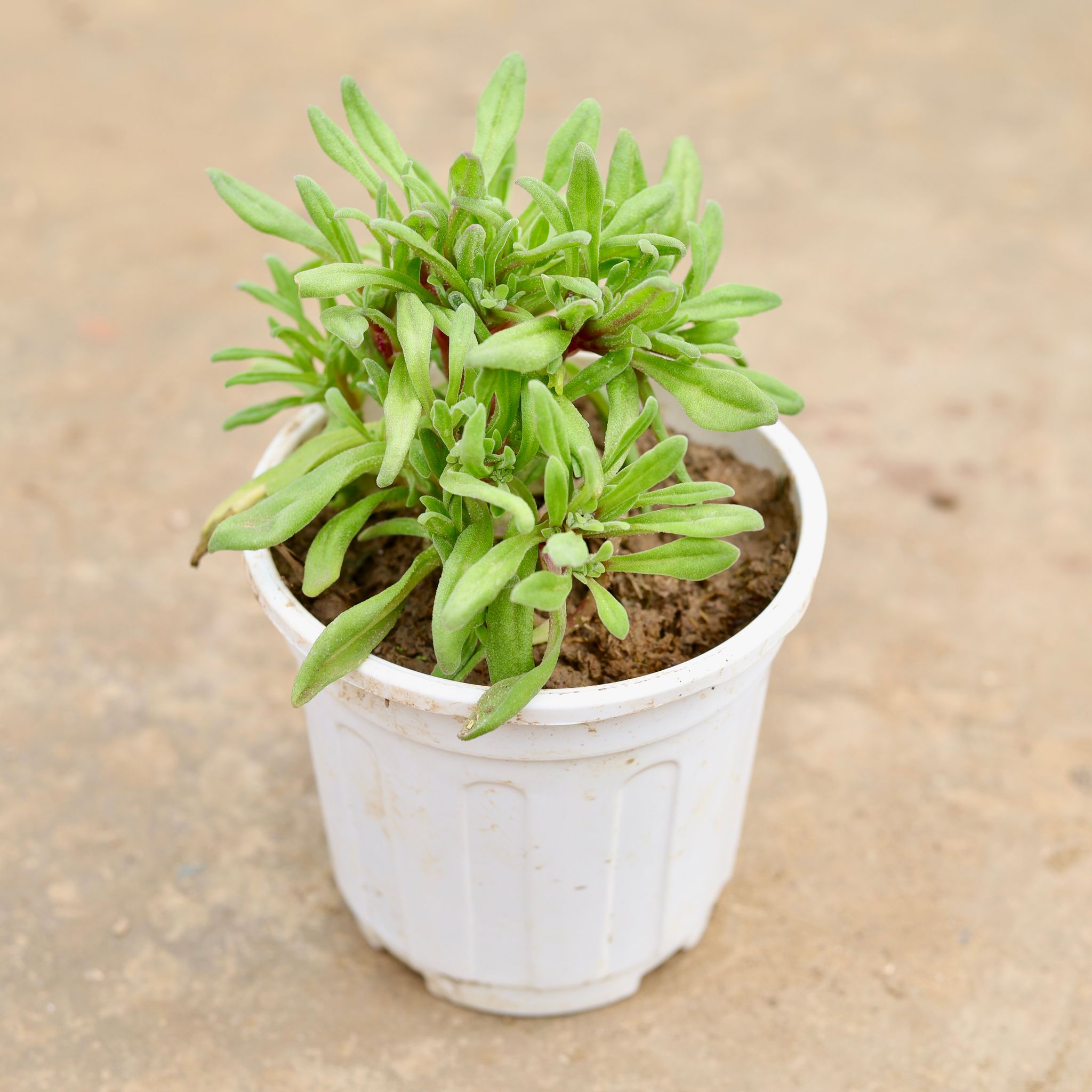 Ice Plant (any colour) in 6 Inch White Super Nursery Pot