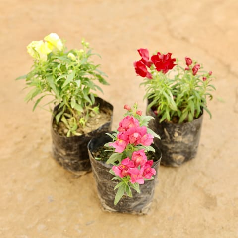 Set of 3 - Antirrhinum Majus / Dog Flower (any colour) in 4 Inch Nursery bag