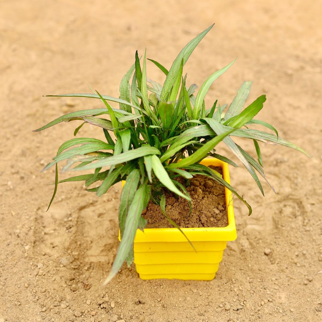 Buy ?Ruellia (Any Colour) in 4 Inch Yellow Premium Orchid Square Plastic Pot Online | Urvann.com Ruellia (Any Colour) in 4 Inch Yellow Premium Orchid Square Plastic Pot