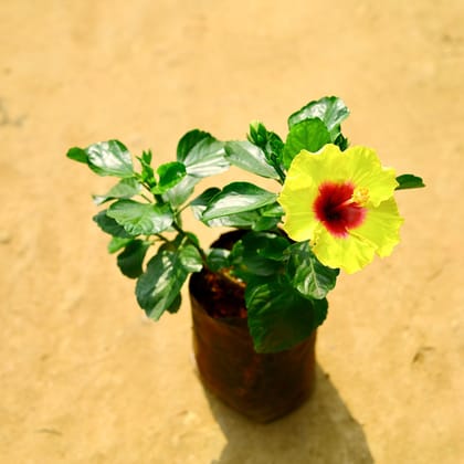 Buy Hibiscus / Gudhal Hybrid in 8 Inch Nursery bag Online | Urvann.com