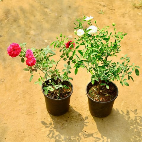 Set of 2 - Kashmiri Rose (Any Colour) in 6 Inch Nursery Pot