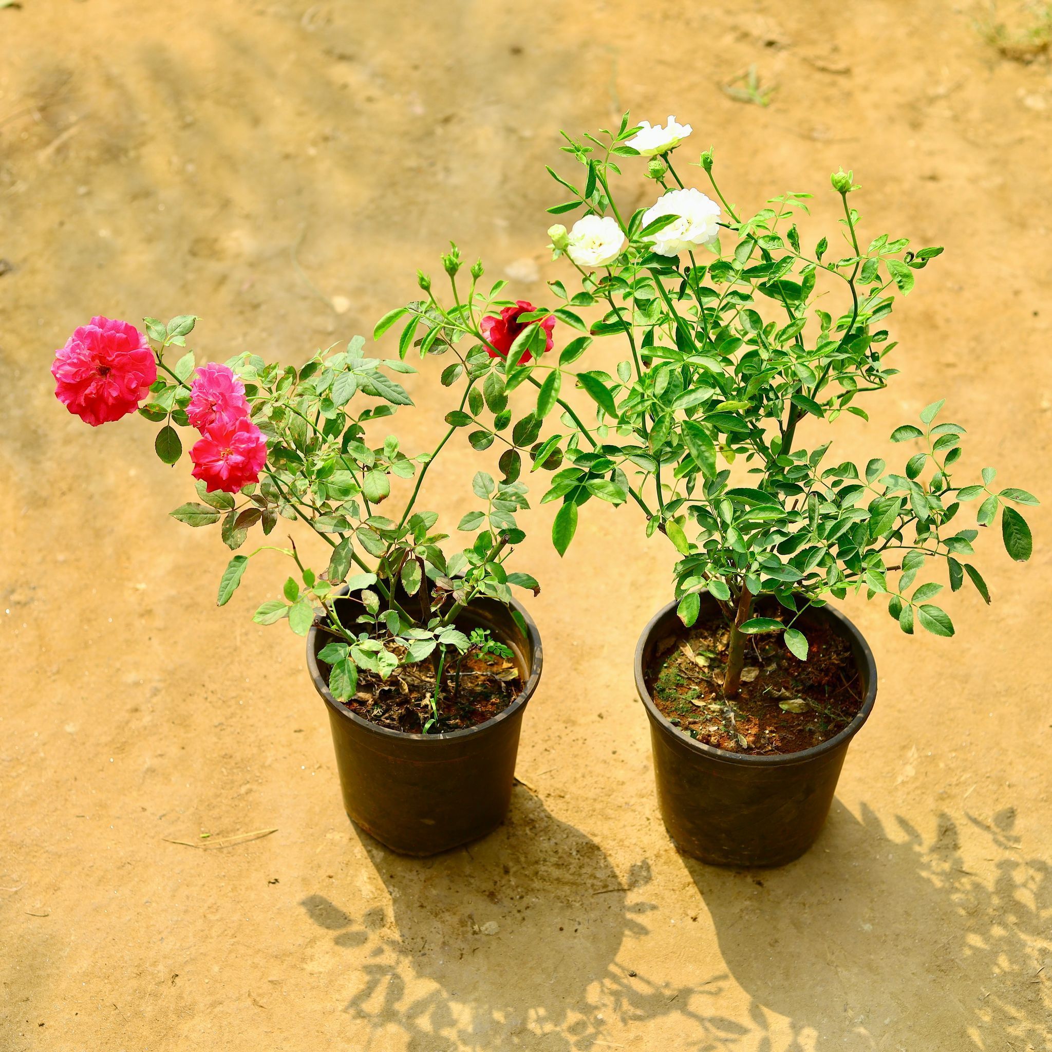 Set of 2 - Kashmiri Rose (Any Colour) in 6 Inch Nursery Pot