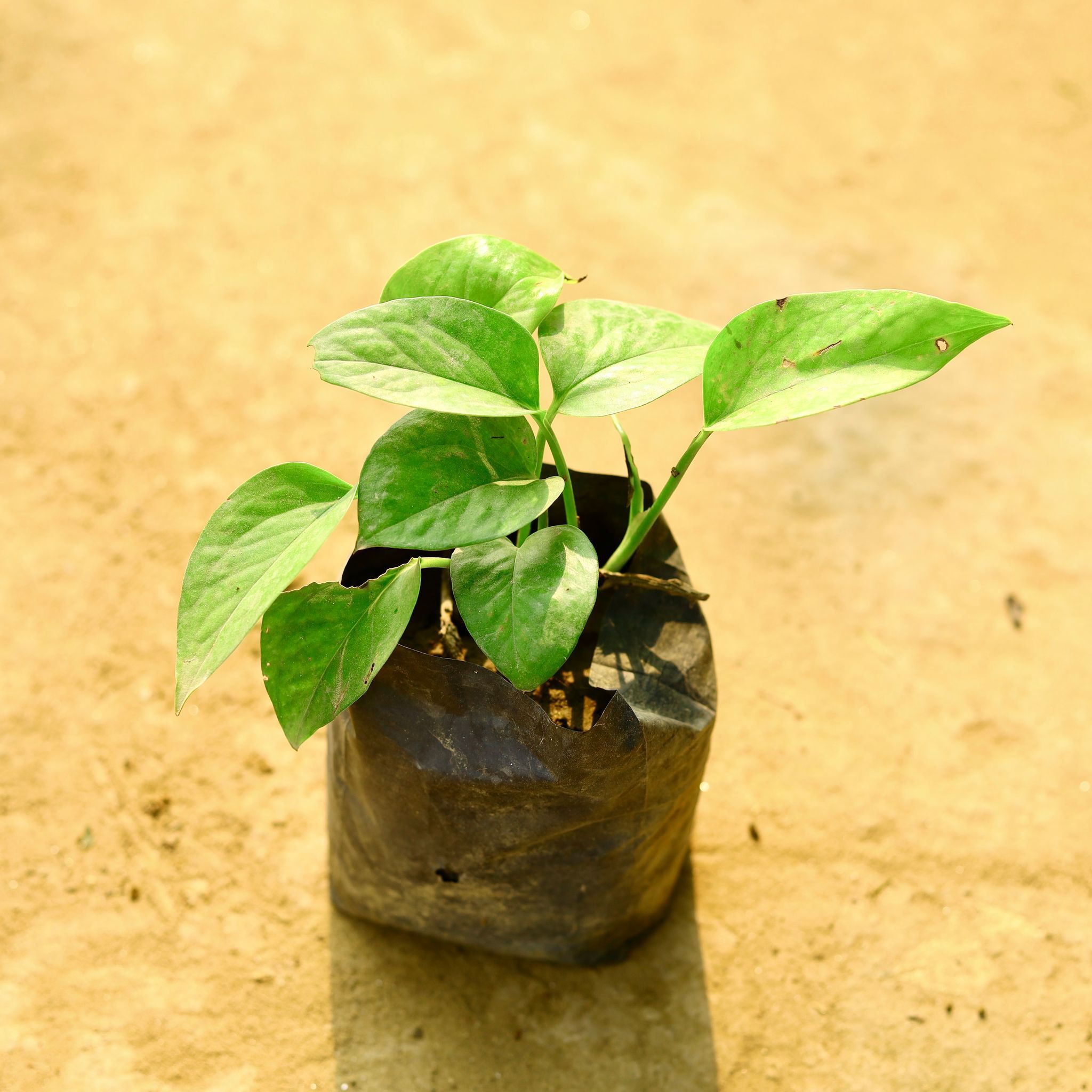 Money Plant Green in 4 Inch Nursery Bag