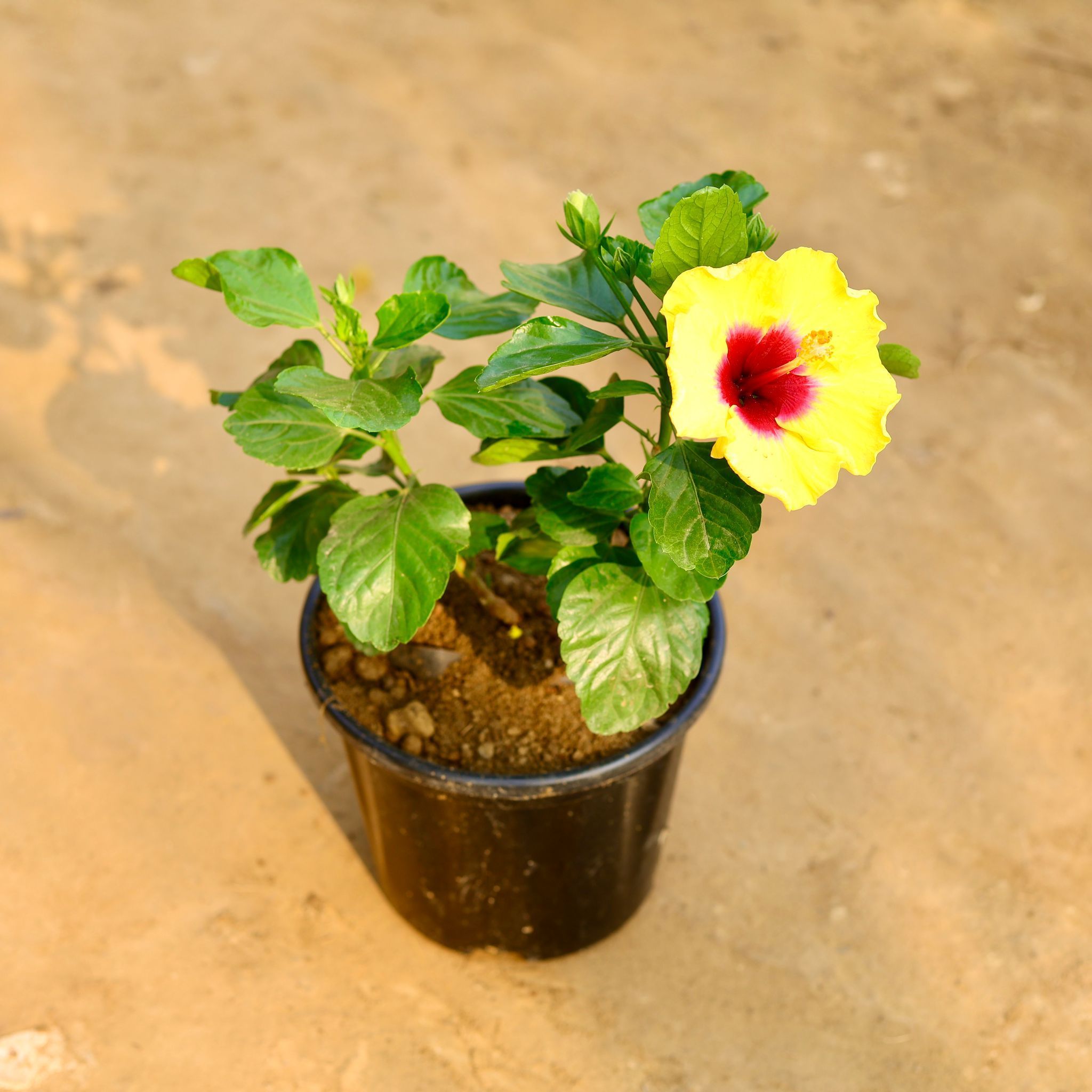 Hibiscus / Gudhal Hybrid (Any Colour) in 8 Inch Nursery Pot