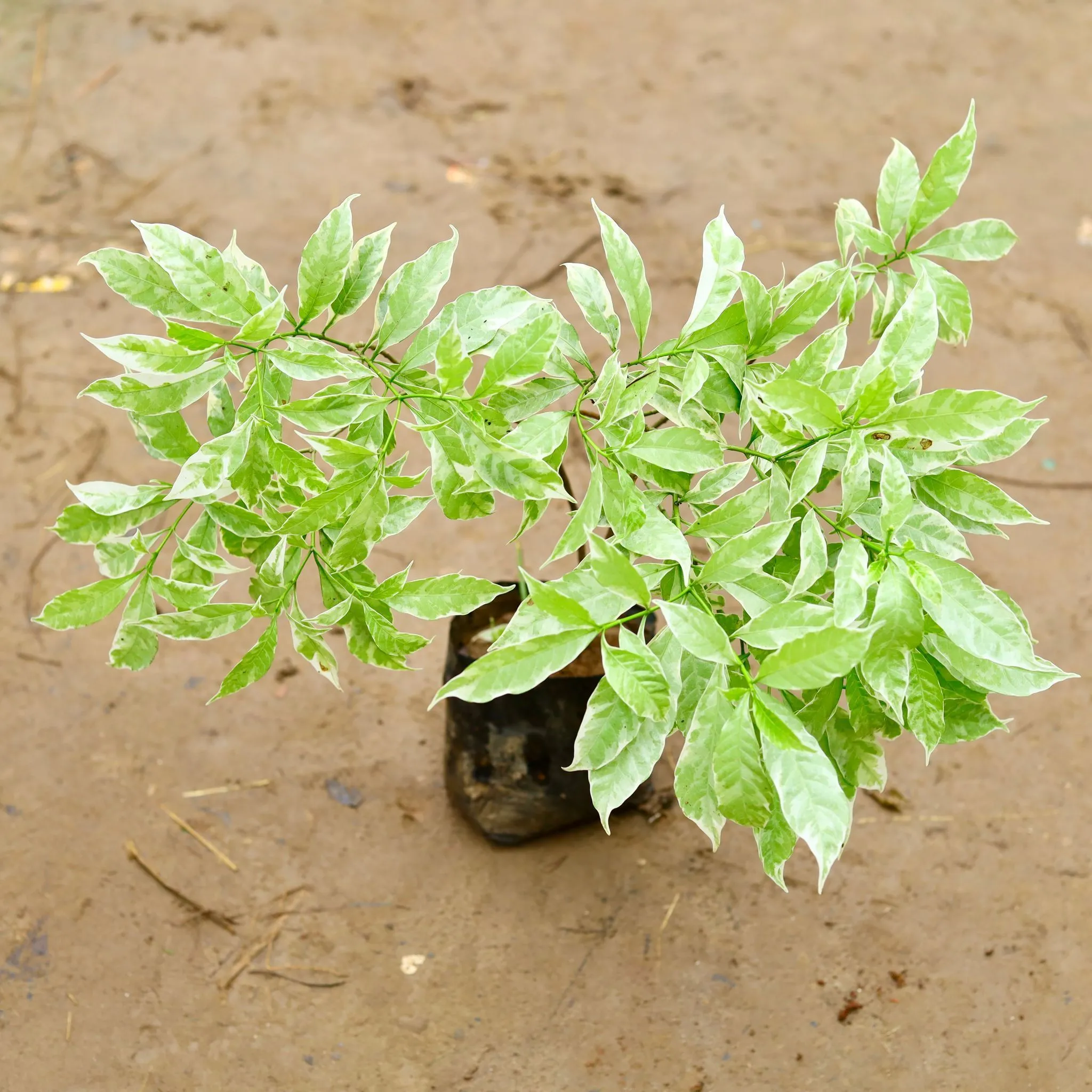 Chandni Variegated in 6 Inch Nursery Bag