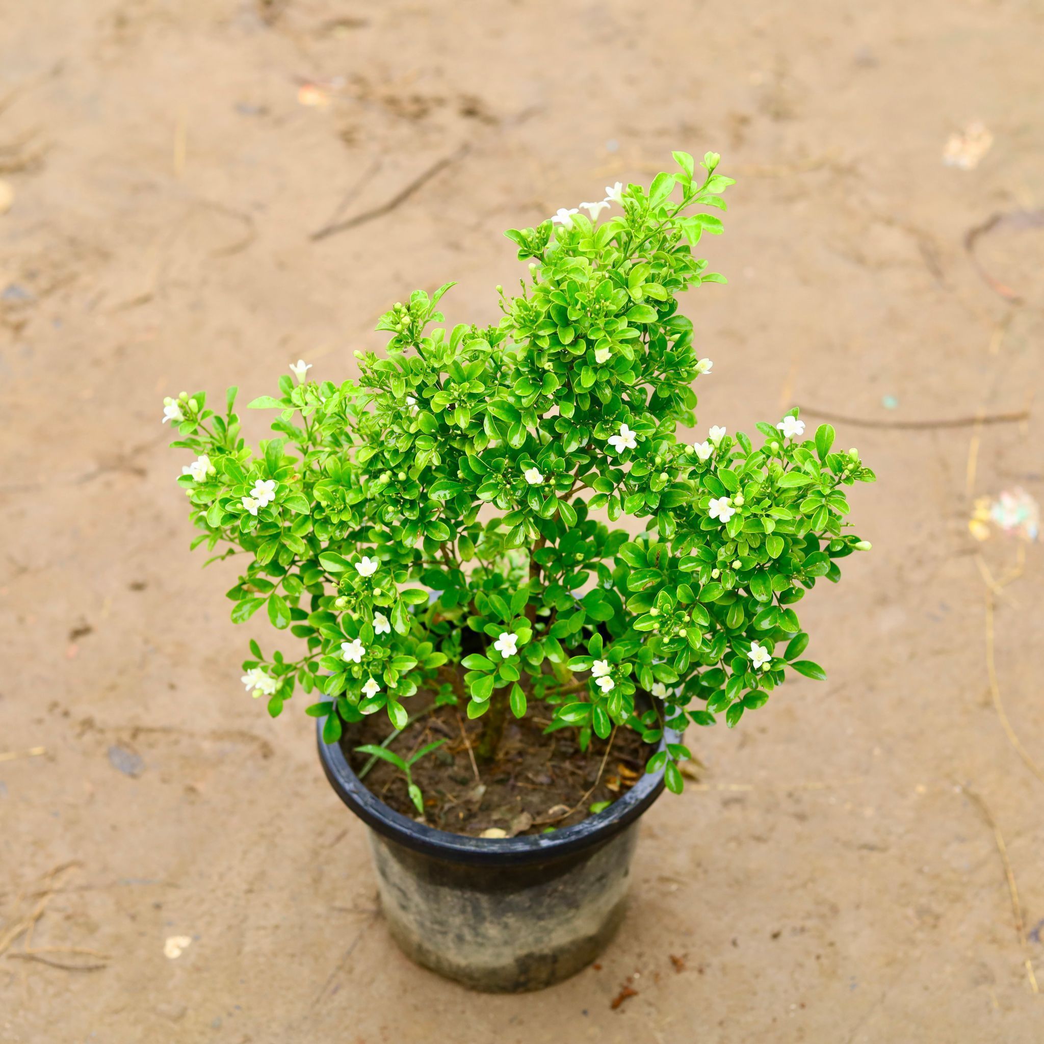 Madhu Kamini / Murraya in 8 Inch Nursery Pot
