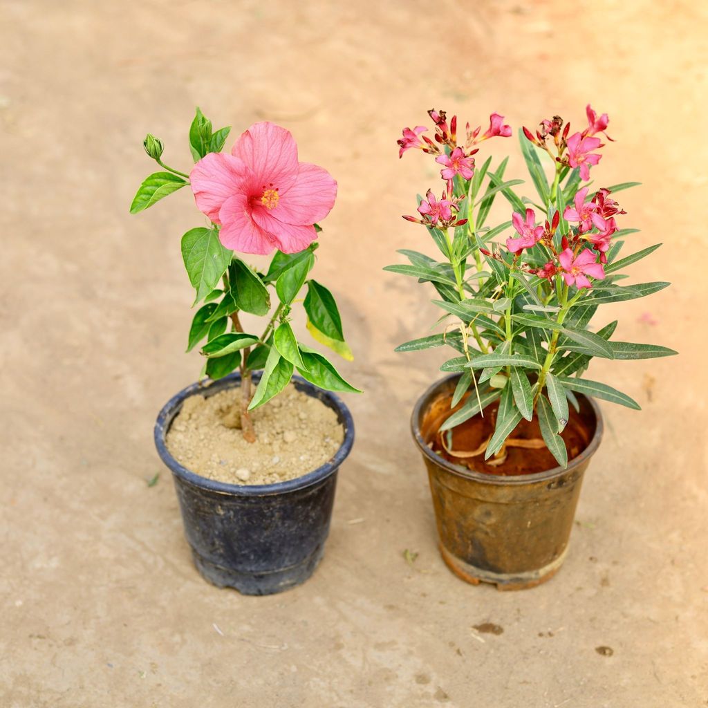 Buy Set of 2 - Kaner / Oleander & Hibiscus (any colour) in 5 inch Nursery pot Online | Urvann.com Set of 2 - Kaner / Oleander & Hibiscus (any colour) in 5 inch Nursery pot