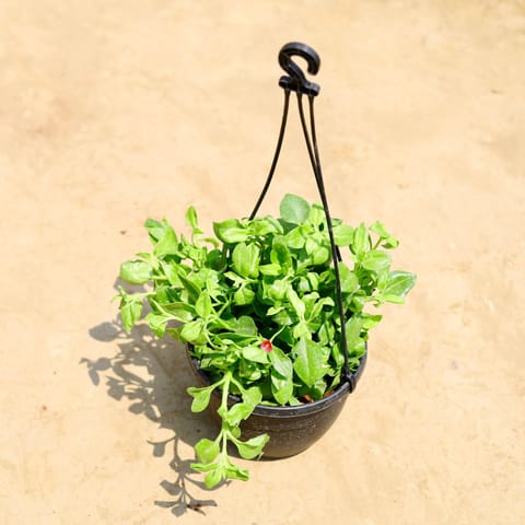 Baby Sun Rose in 6 inch Black Hanging Pot