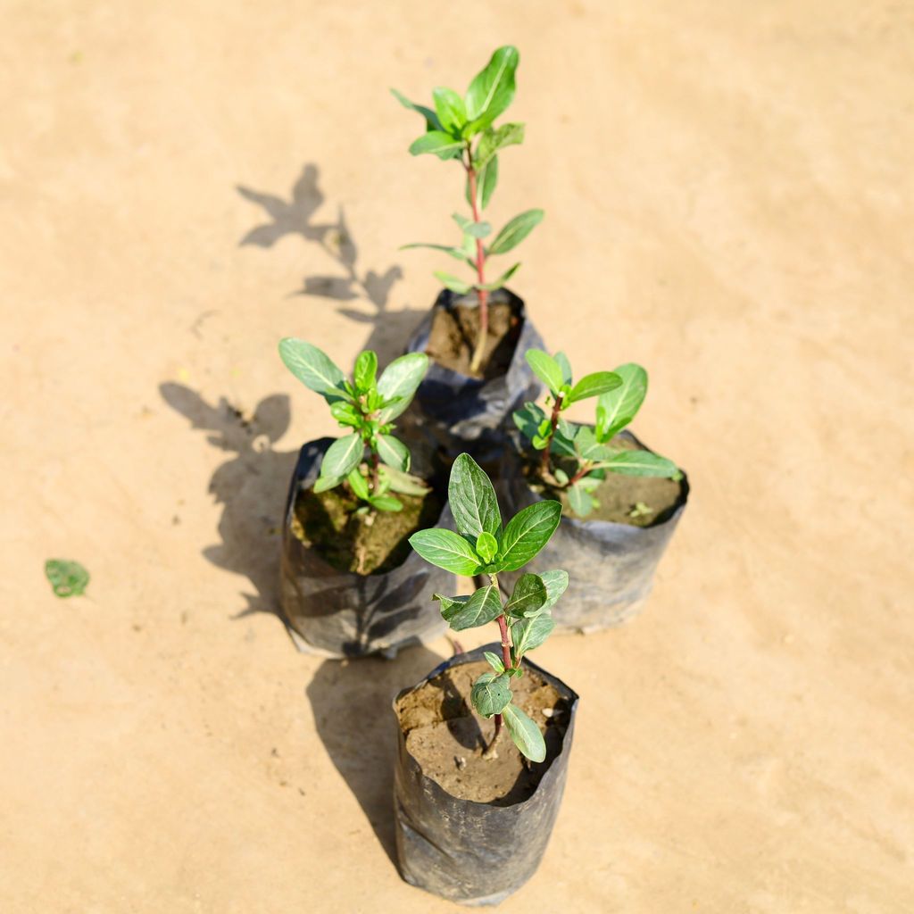 Buy Set of 4 - Periwinkle / Sadabahar / Vinca (any colour) in 4 inch Nursery bag Online | Urvann.com Set of 4 - Periwinkle / Sadabahar / Vinca (any colour) in 4 inch Nursery bag