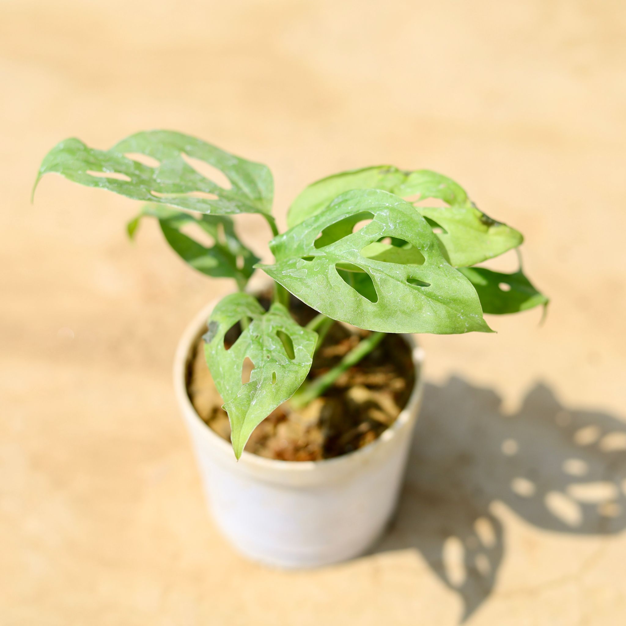 Monstera Broken Heart in 3 inch Nursery Pot