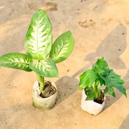 Buy Set of 2 - Dieffenbachia Seguine & Philodendron Selloum in 4 inch Nursery bag Online | Urvann.com