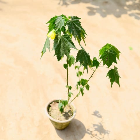 Abutilon pictum / Hibiscus Lantern (any colour) in 6 Inch Clay pot