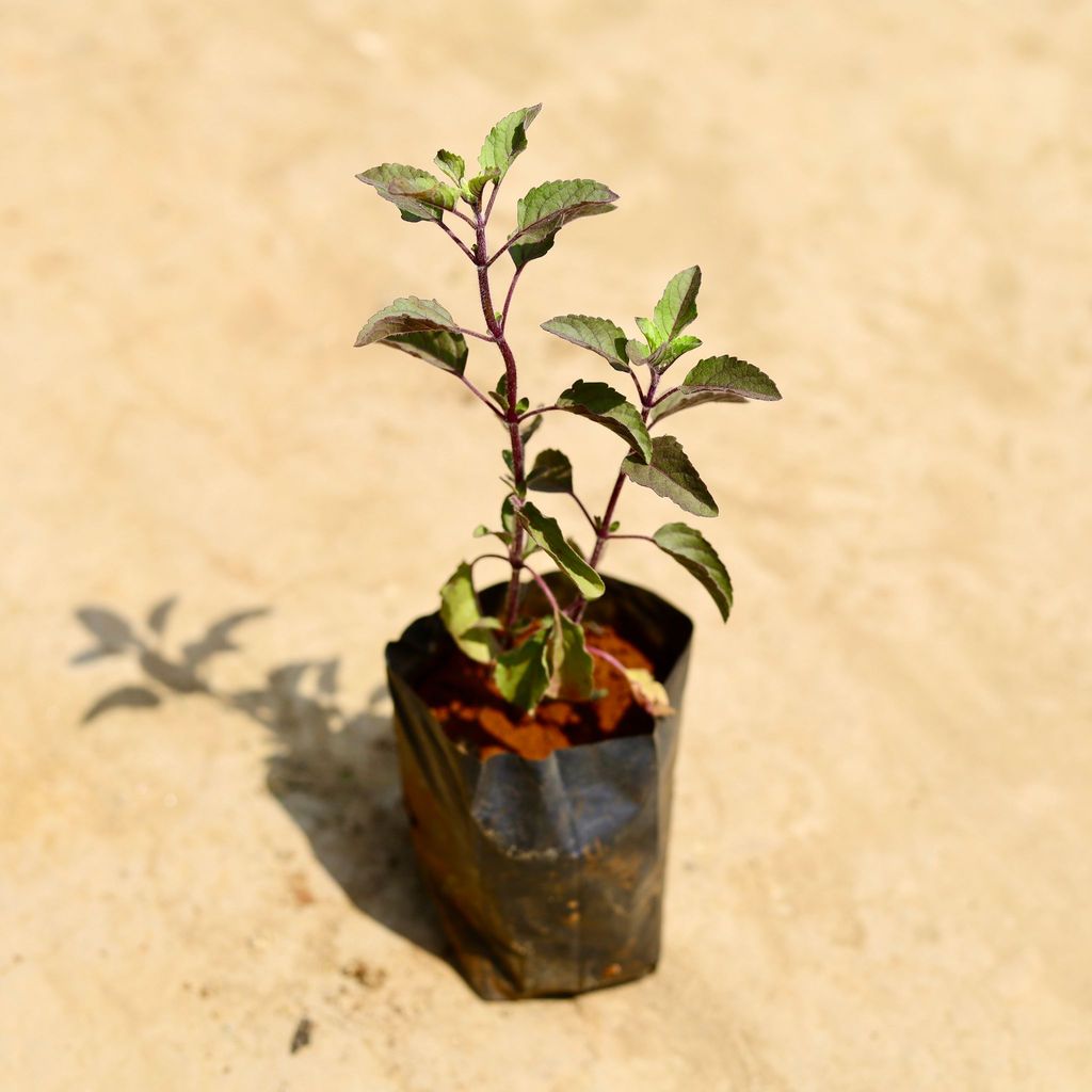 Buy Shyama Tulsi in 4 inch Nursery pot Online | Urvann.com Shyama Tulsi in 4 inch Nursery Bag