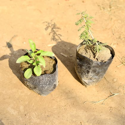 Buy Set of 2 - Rama Tulsi & Shami  in 4 inch Nursery bag Online | Urvann.com