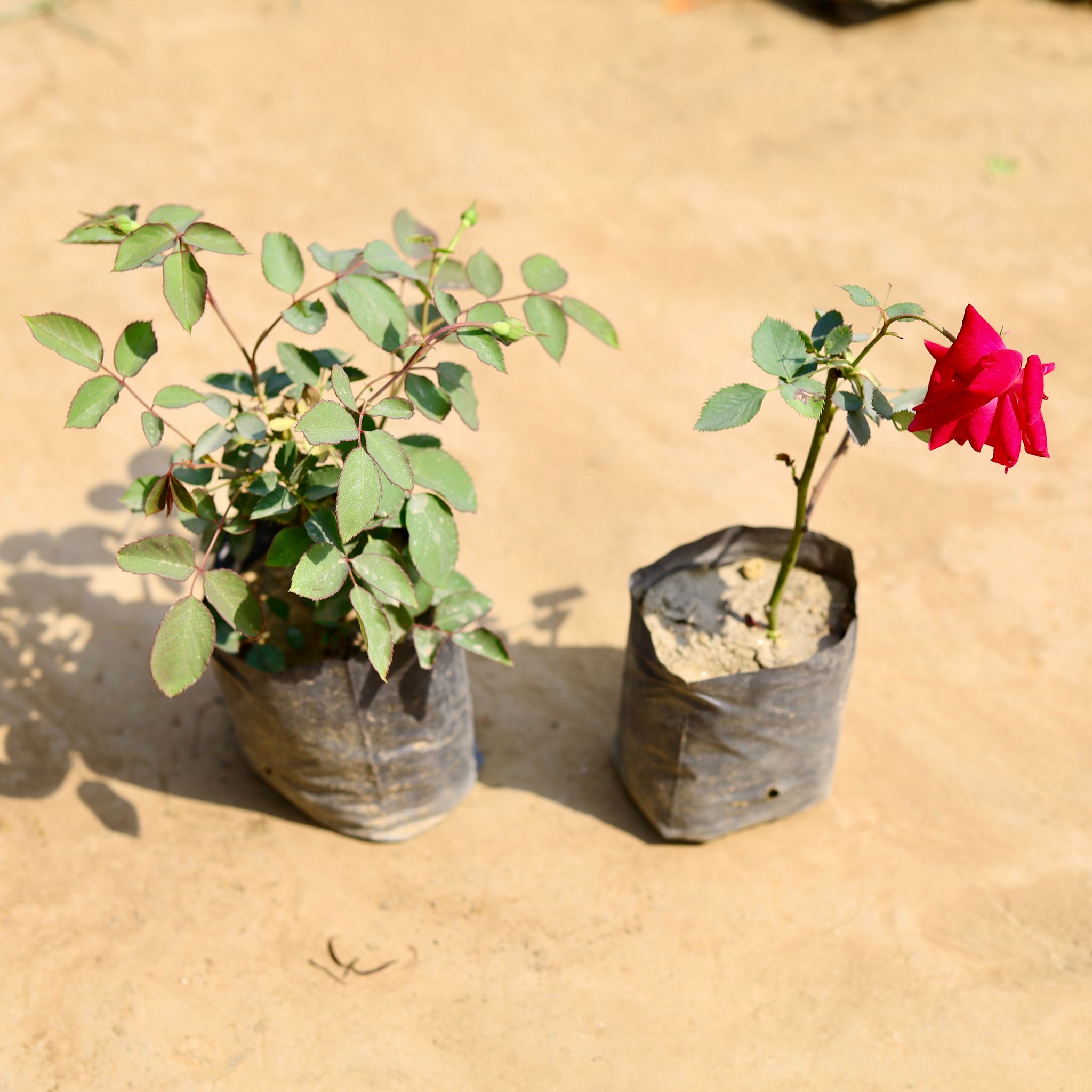 Set of 2 - Desi Rose (any colour) in 4 inch Nursery Bag