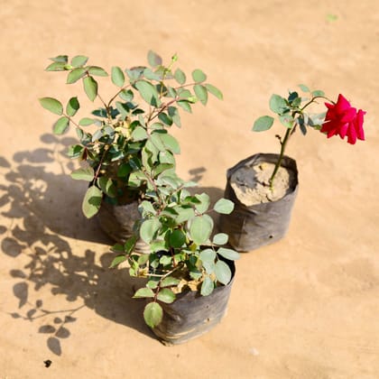 Buy Set of 3 - Desi Rose (any colour) in 4 inch Nursery bag Online | Urvann.com