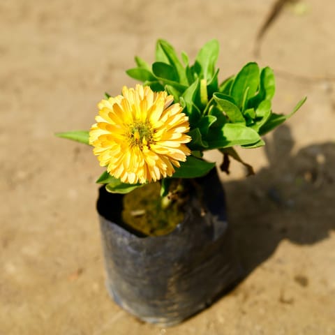 Calendula Yellow in 4 Inch Nursery Bag