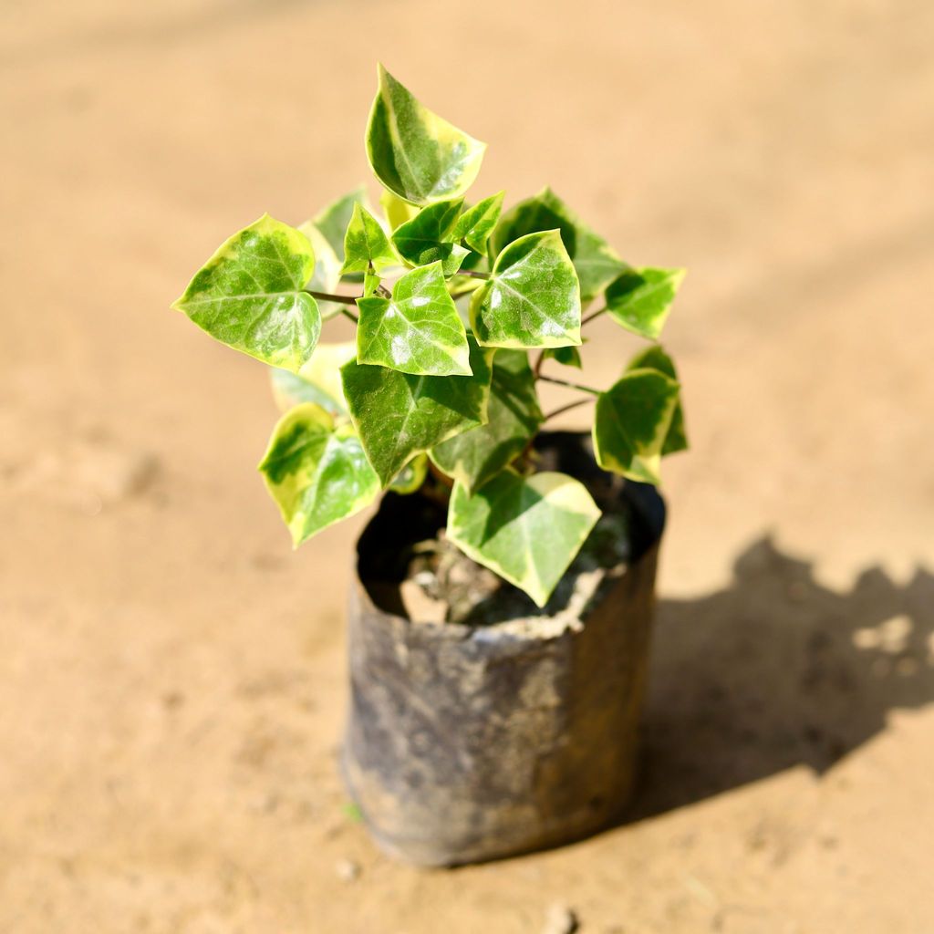 Buy English Ivy Succulent in 4 Inch Nursery Bag Online | Urvann.com English Ivy Succulent in 4 Inch Nursery Bag