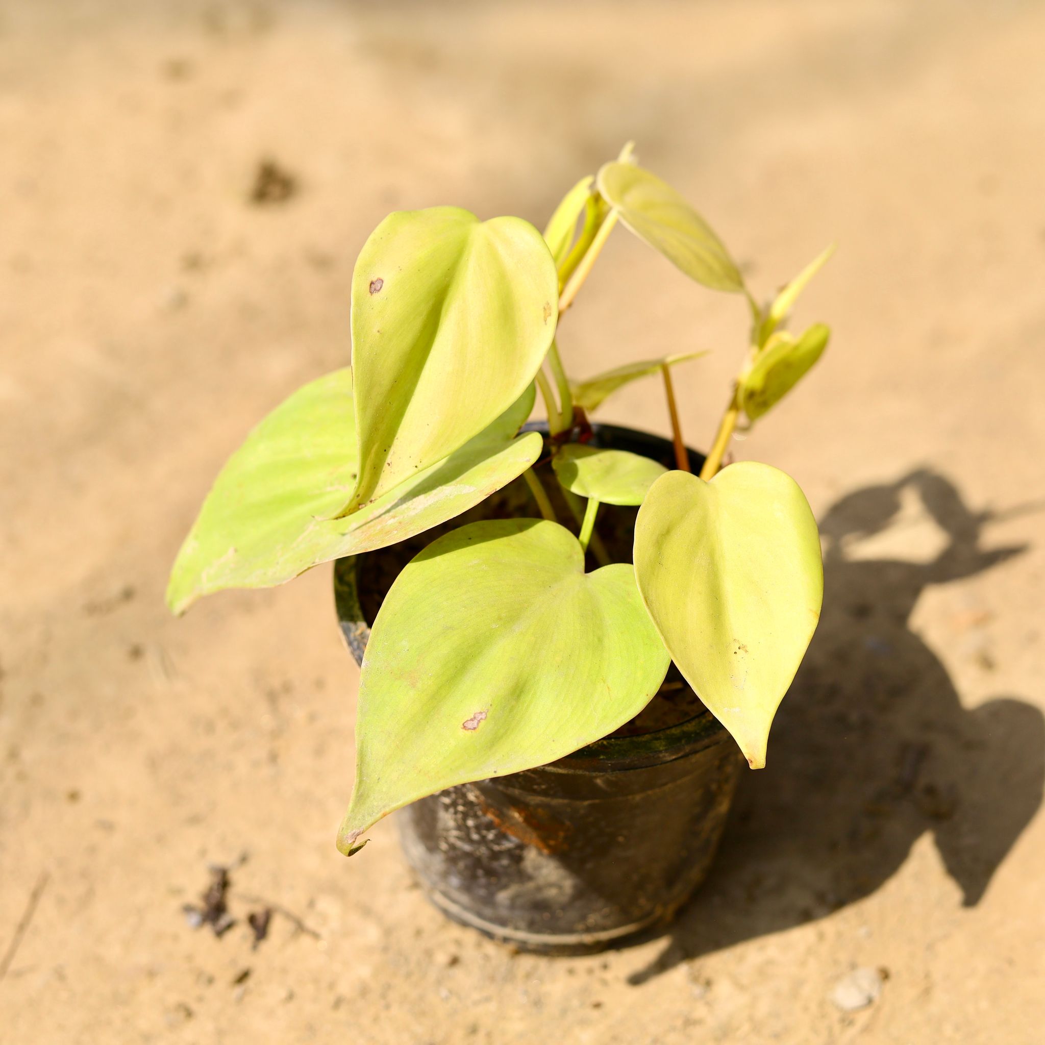 Oxycardium Golden in 4 Inch Nursery Pot