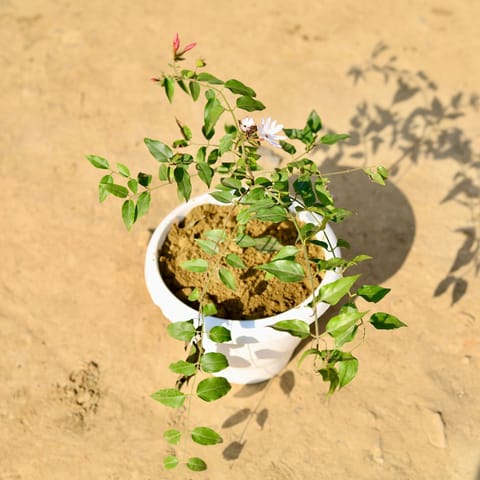 Juhi / Jasmine in 8 Inch Classy White Plastic Pot