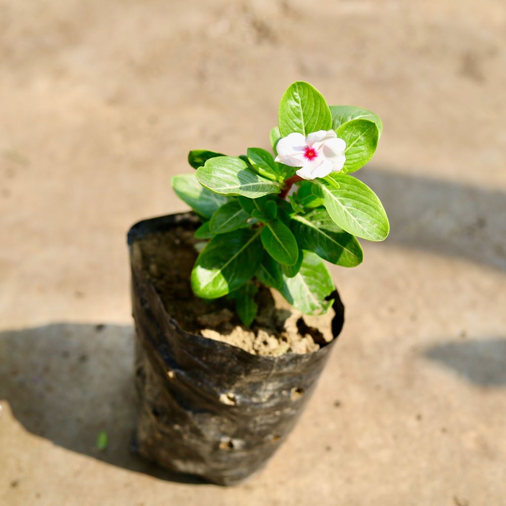 Buy Periwinkle / Vinca / Sadabahar (any colour) in 4 inch Nursery Bag Online | Urvann.com Periwinkle / Vinca / Sadabahar (any colour) in 4 inch Nursery Bag