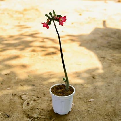 Buy Adenium (any colour) in 6 Inch White Super Nursery Pot Online | Urvann.com