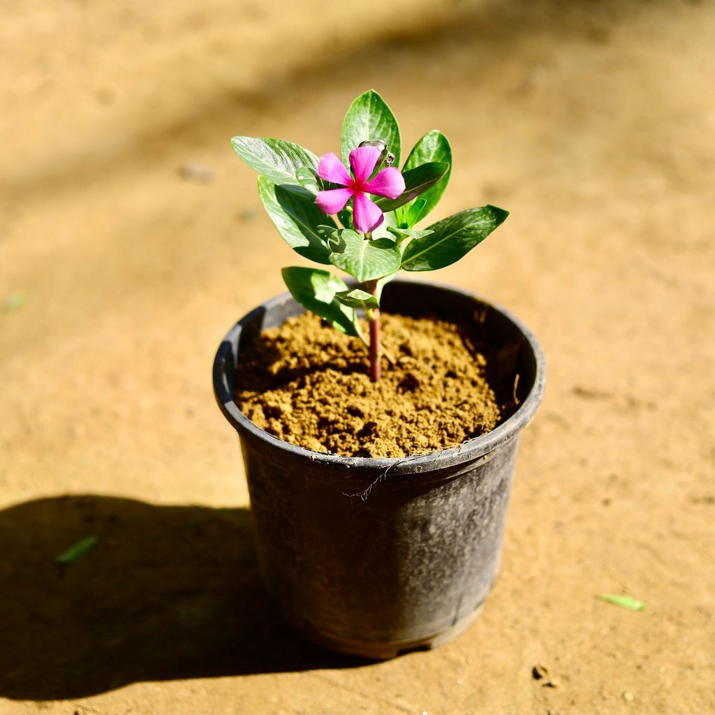 Buy Periwinkle / Sadabahar / Vinca (any colour) in 6 Inch Nursery Pot Online | Urvann.com Periwinkle / Sadabahar / Vinca (any colour) in 6 Inch Nursery Pot