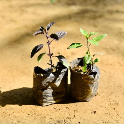 Buy Set of 2 - Tulsi (Rama & Shyama)  in 4 Inch Nursery Bag Online | Urvann.com