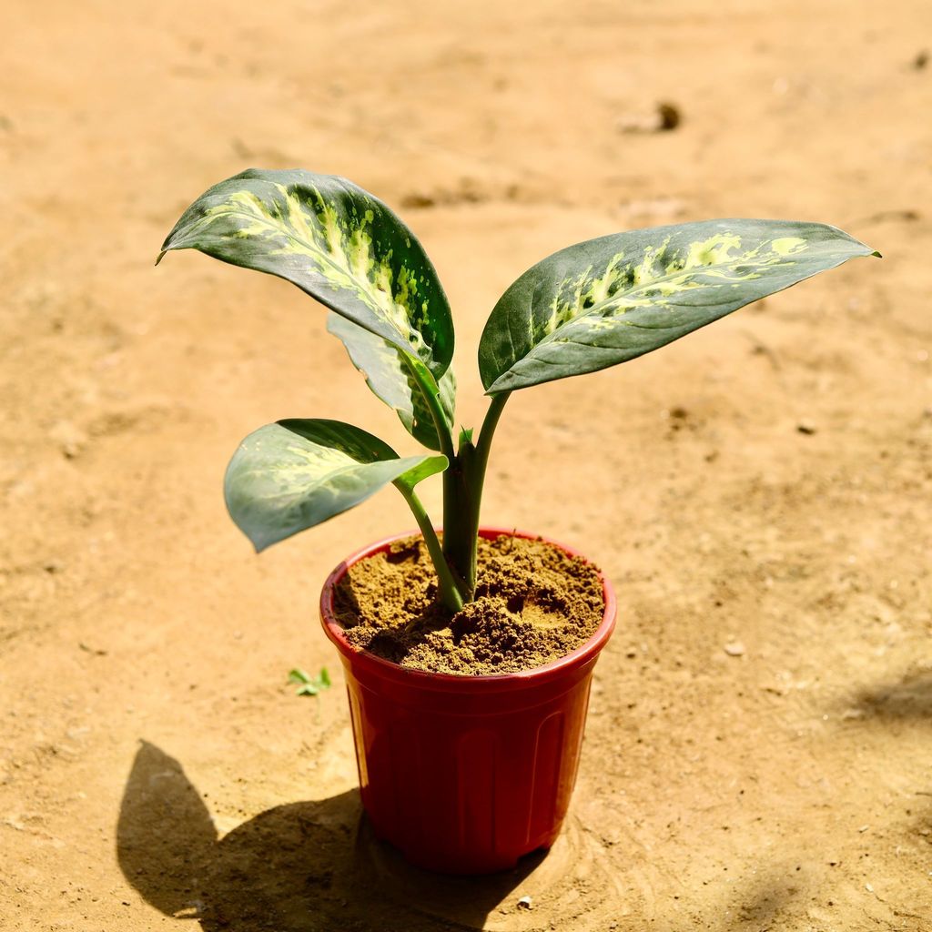 Buy Dieffenbachia Seguine in 6 Inch Red Super Nursery Pot Online | Urvann.com Dieffenbachia Seguine in 6 Inch Red Super Nursery Pot