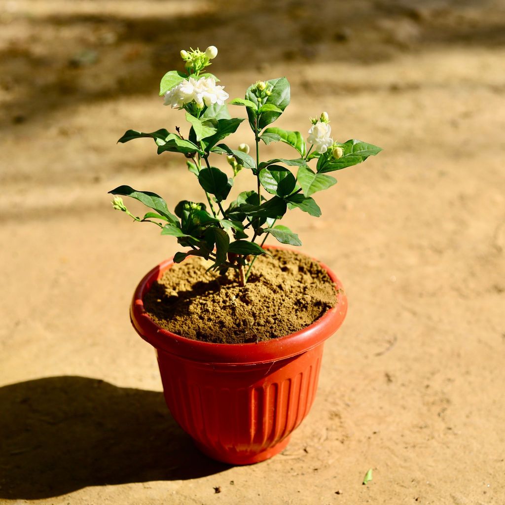 Buy Mogra / Jasmine in 8 Inch Red Olive Plastic Pot Online | Urvann.com Mogra / Jasmine in 8 Inch Red Olive Plastic Pot