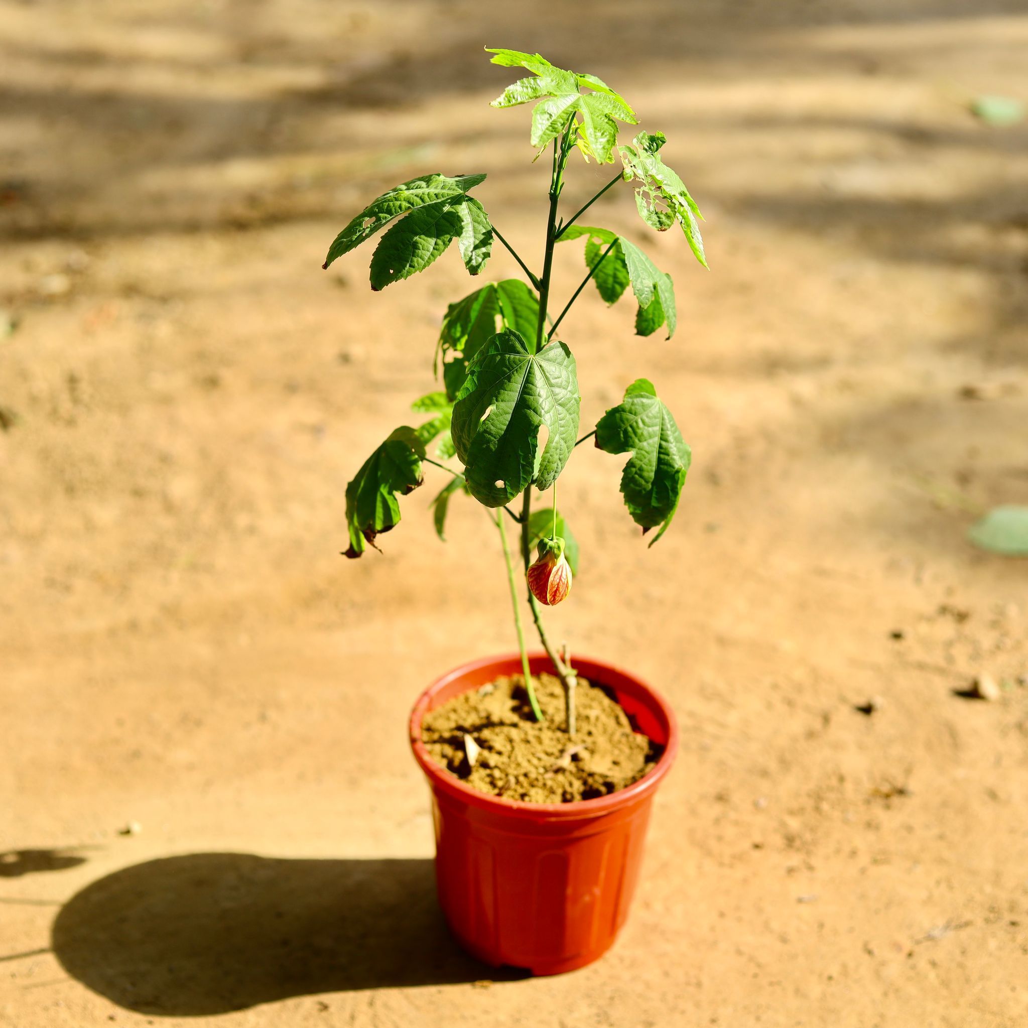 Hibiscus / Gudhal (Any Color) in 6 Inch Red Super Nursery Pot