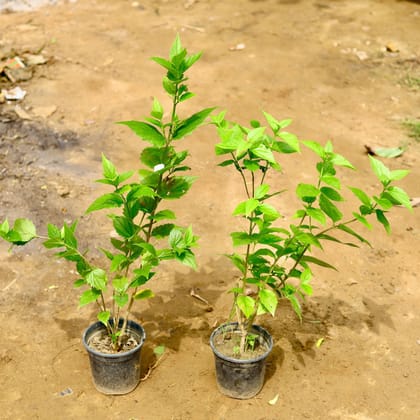 Buy Set of 2 - Harsingar / Parijat in 6 Inch Nursery Pot Online | Urvann.com