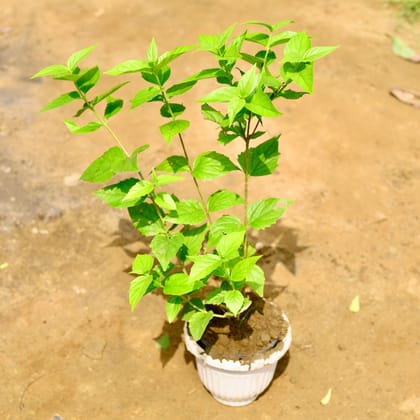 Buy Harsingar / Patijat in 8 Inch White Olive Plastic Pot Online | Urvann.com
