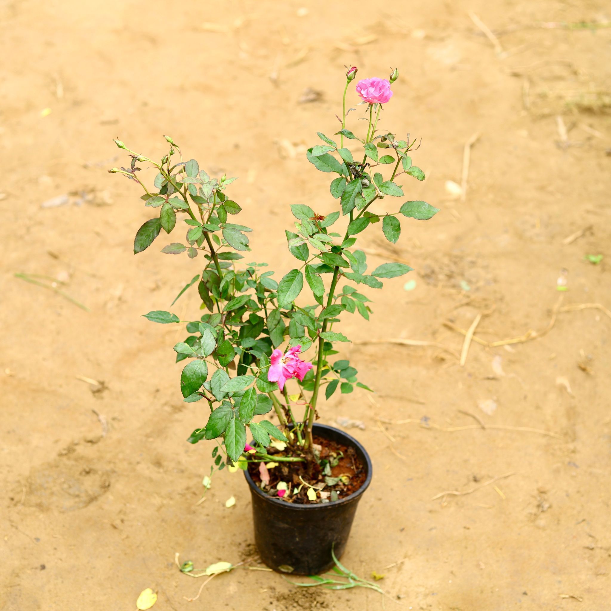 English Rose (any colour) in 6 Inch Nursery Pot