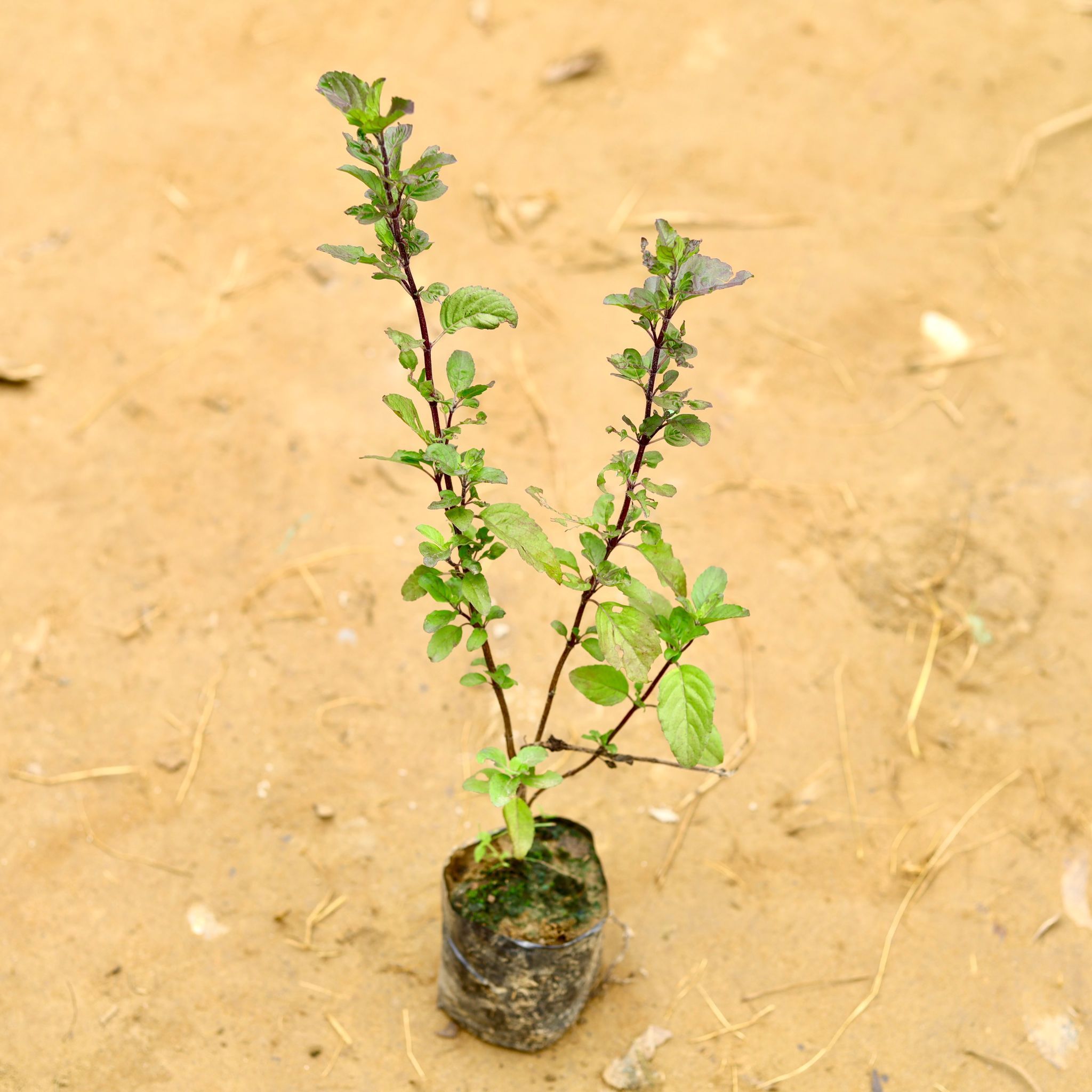 Shyama Tulsi in 4 Inch Nursery Bag